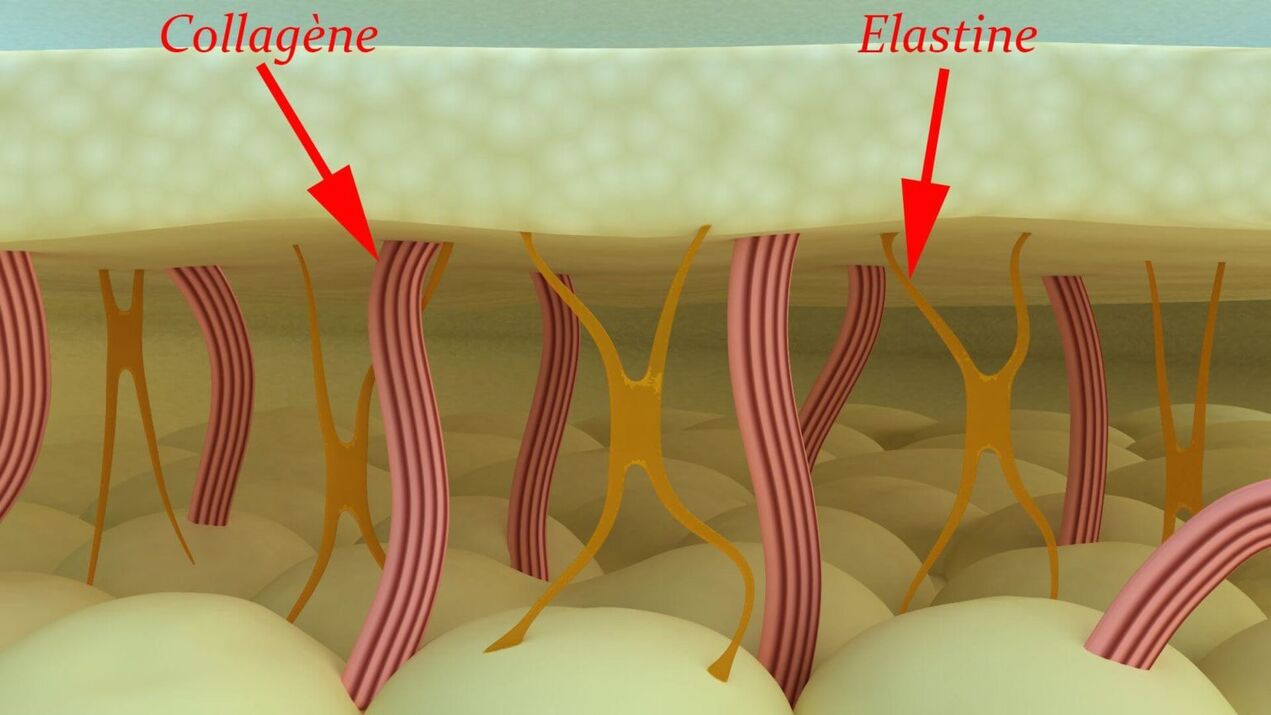 Kolagen dan elastin - protein struktural kulit